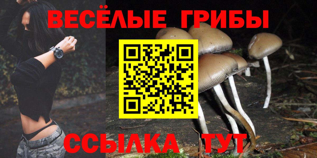 Псилоцибиновые грибы Psilocybe Кубинка